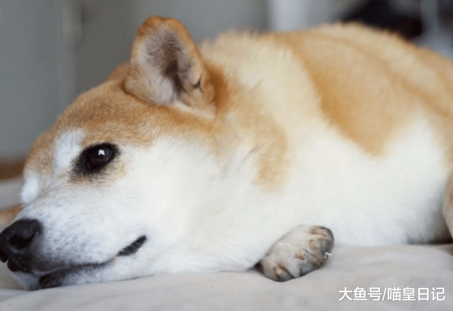 养狗之后, 你有没有发现你在家里的地位发生了翻天覆地的改变!