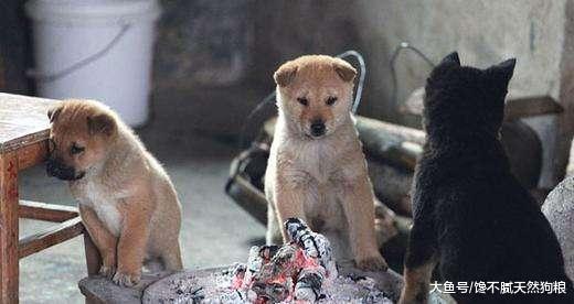 天气这么冷, 但这5个保暖方式不可取, 不然只会害了你家狗狗!