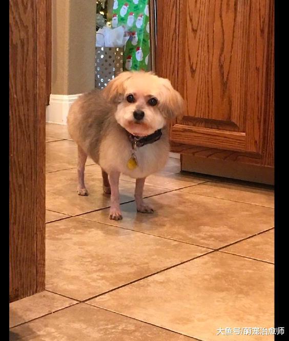 狗狗到了换毛期, 主人把它腿上的毛剃光了! 狗: 我怕得老寒腿啊!