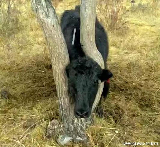 大黑牛你是卡在这里多少年了? 这树都长歪了?
