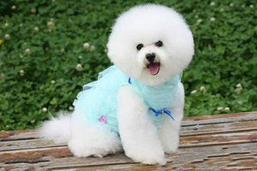 想要知道比熊犬寄生虫多不多, 很简单就5点!