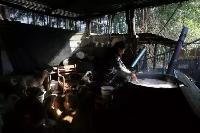 七旬老人为救猫狗, 低头求人, 辛酸救助看哭众人...