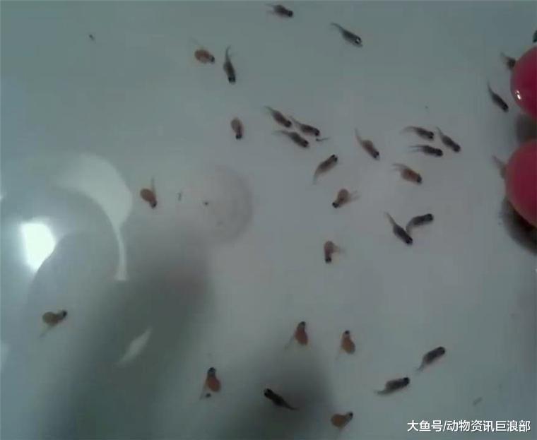 小鱼不肯进食 男子用牙签强行撬嘴 结果掏出无数鱼崽