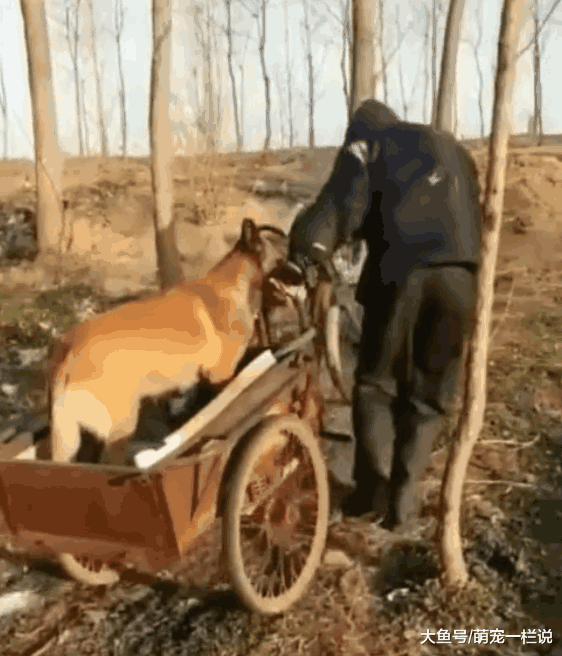 老人干活骑不动三轮车, 狗狗主动跳车下来帮忙, 真是暖心