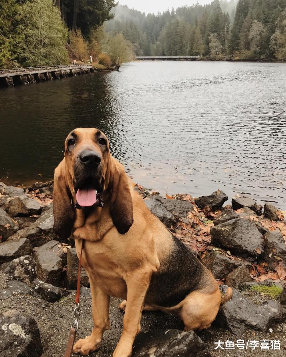 要问狗狗中鼻子最灵的是谁, 寻血猎犬说自己第二就没谁敢称第一了