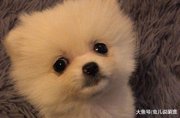 网友和博美一起玩儿, 把手放到博美嘴里, 狗狗: 把手拿出去!