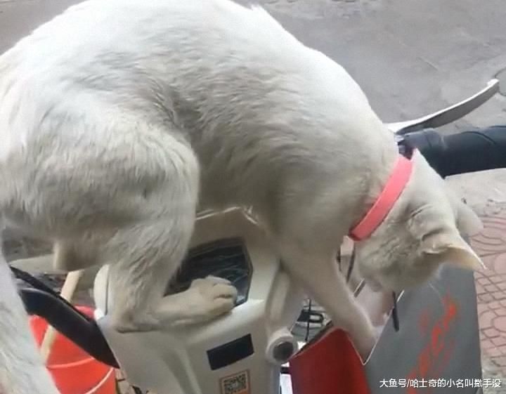 满月的小猫了要被朋友带走了, 猫妈妈听见了, 立马从屋里冲出来