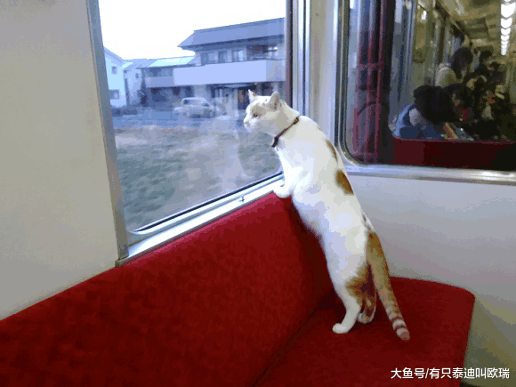 本来要被安乐死! 日本推出史上第一台「猫咪咖啡馆火车」, 在猫咪的包围下享受铁路之旅!