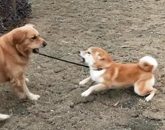 柴犬欺负金毛, 被金毛“反杀”一顿揍, 主人一看笑到胃抽筋