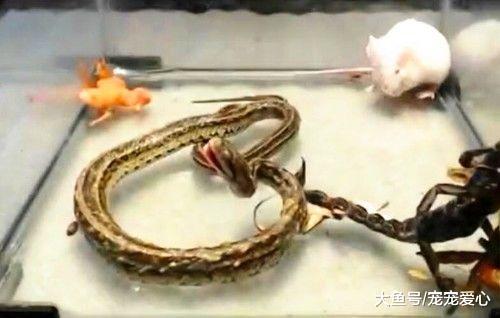 男子把五只毒物关在一起, 战斗半个小时, 只有胆小者存活下来