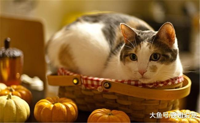 不适合养猫咪的五种人, 打猫咪的人在内, 第四种会伤害猫咪