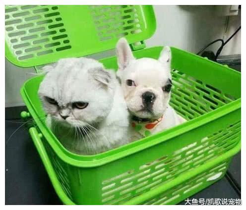 法斗好心讨好猫咪, 却被猫咪嫌弃到爆, 法斗: 人家那里没做好?