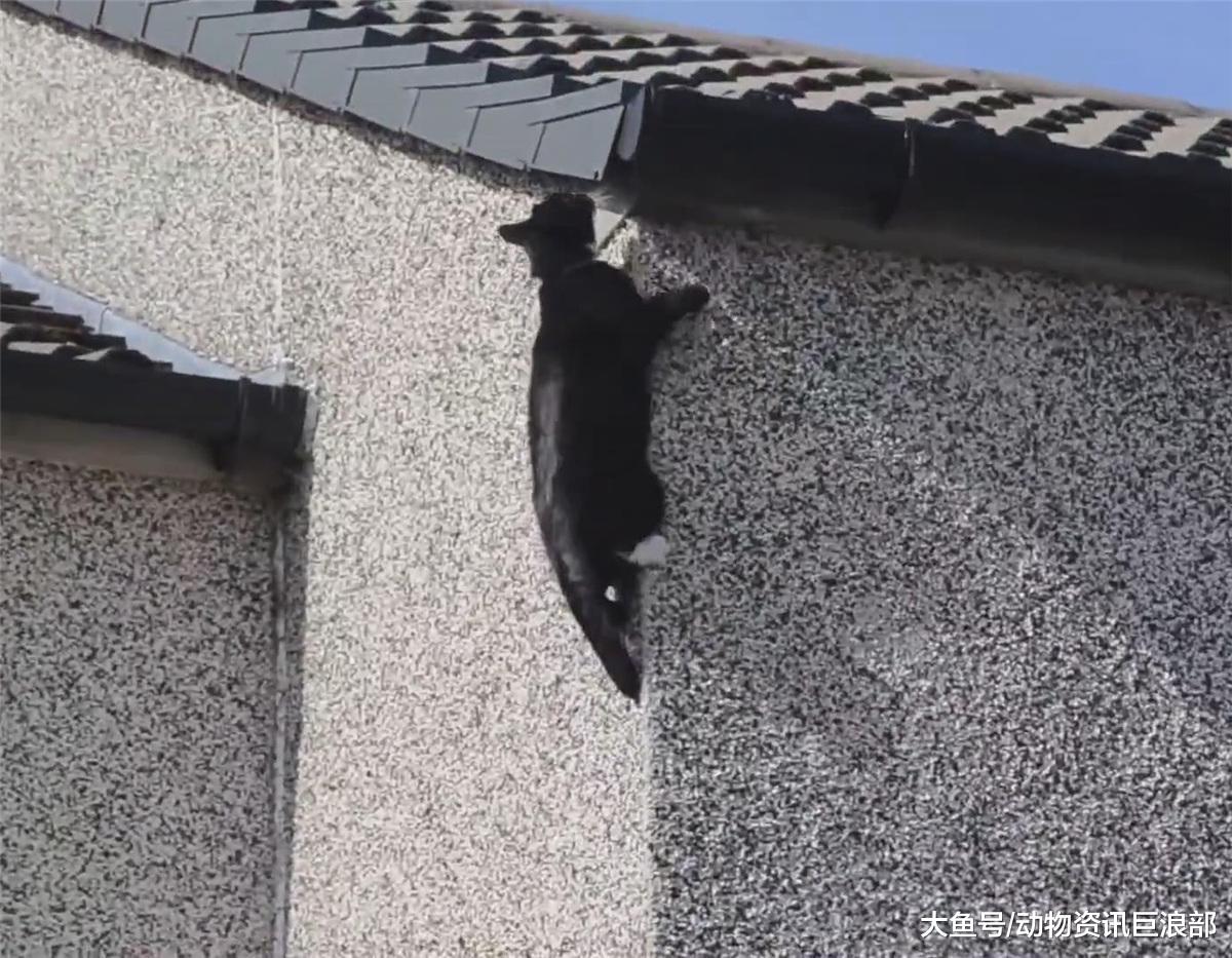 猫咪每天爬到屋顶晒太阳 网友: 论墙面贴瓷砖的重要性