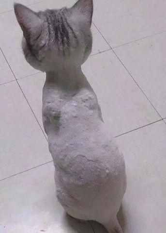 猫咪被剃毛后, 食欲大增, 居然还练出了腹肌, 网友: 这腹肌没谁了