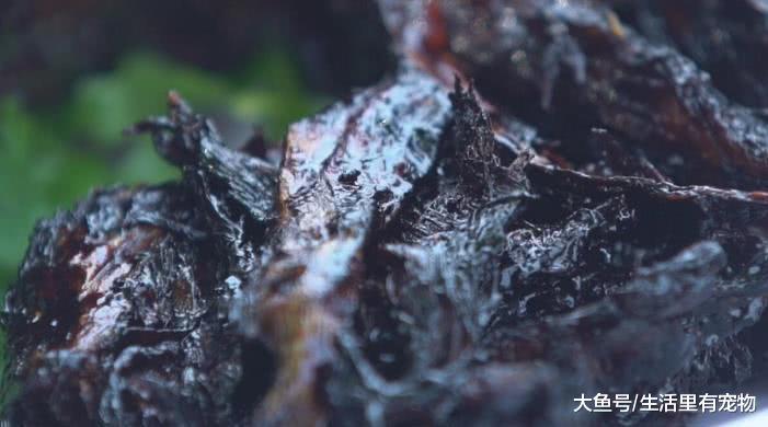 一头猪被倒挂30年, 猪肉变臭, 却有人愿意出50多万的价格!