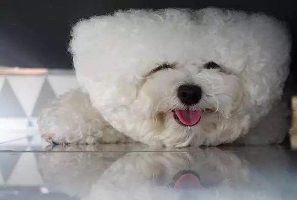 头大腿短傻傻的, 但比熊是真的萌