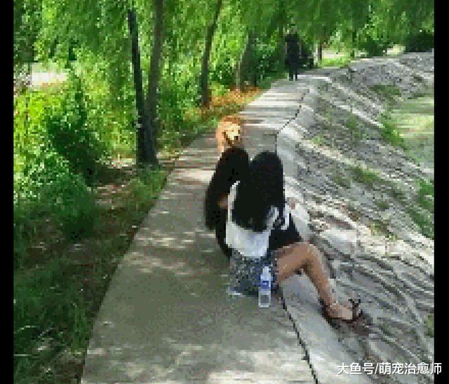 金毛看到两位美女后, 直接上去卖萌! 狗: 主人我只能帮你到这了!