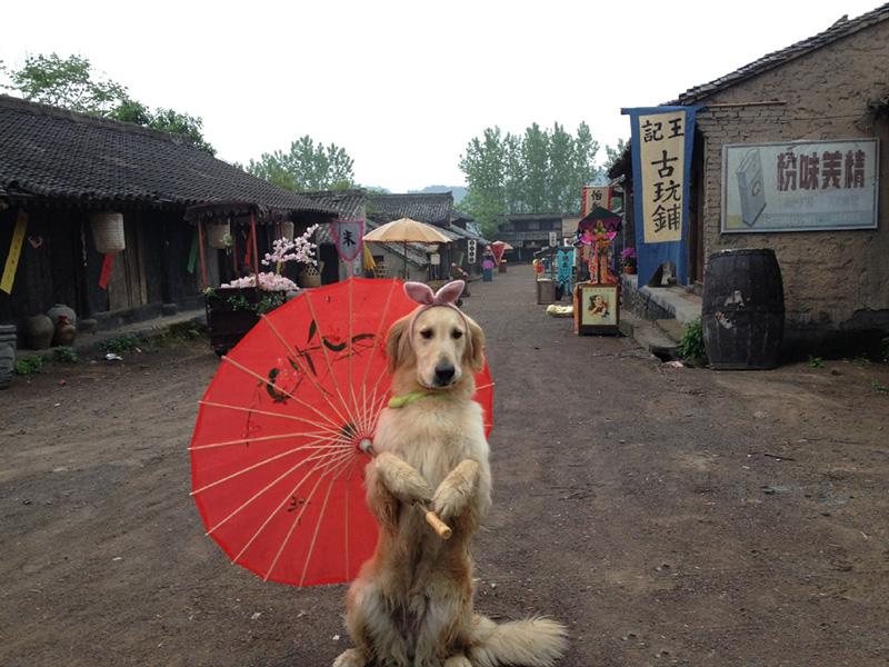 喂养金毛的误区