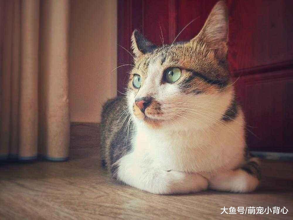 想要猫咪开心, 家里这4个地方要属于它!