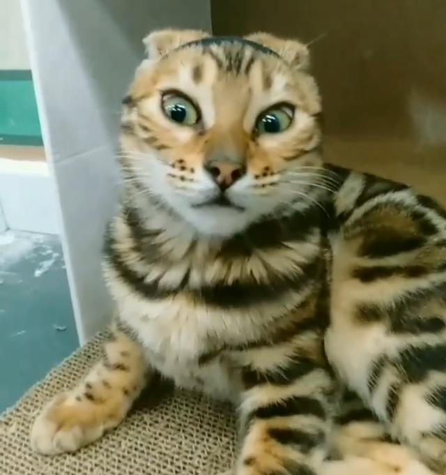 主人给豹猫扎头发有点紧, 猫咪: 妈, 你瞅瞅我这对丹凤眼好看不?