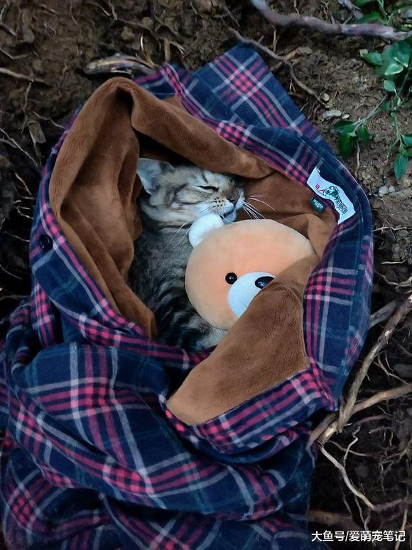 陪伴一年多的狸花猫突然病危, 男孩在接到电话通知后, 当时就哭了