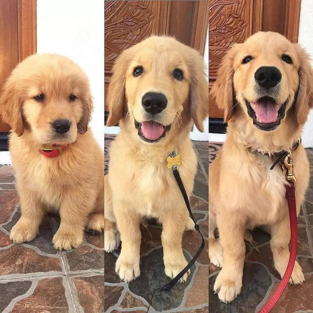 珍惜狗子的小时候, 它们真的是一眨眼就长大了!