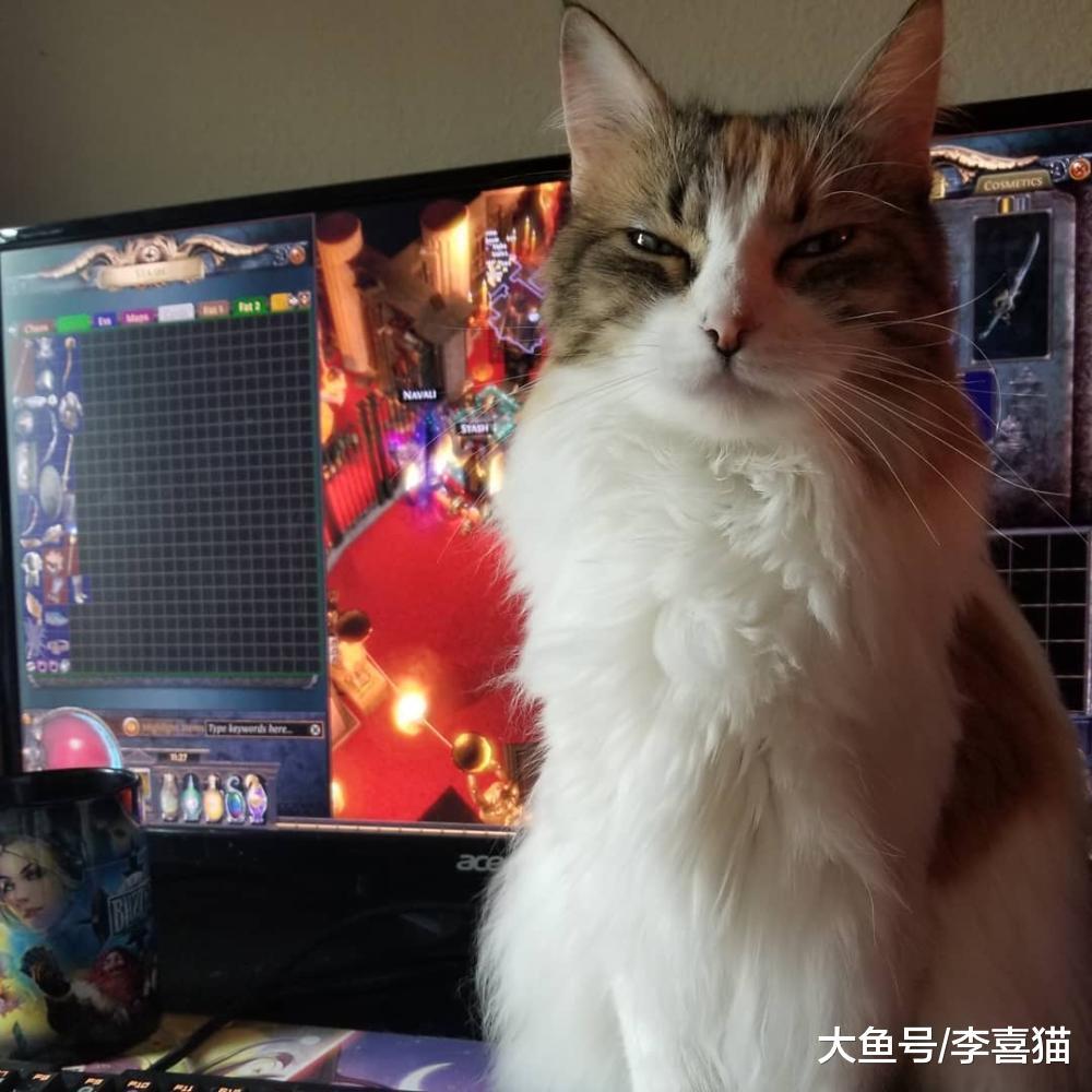 猫咪之间争风吃醋原来不是为抢夺铲屎官的爱, 而是在竞争所有物!