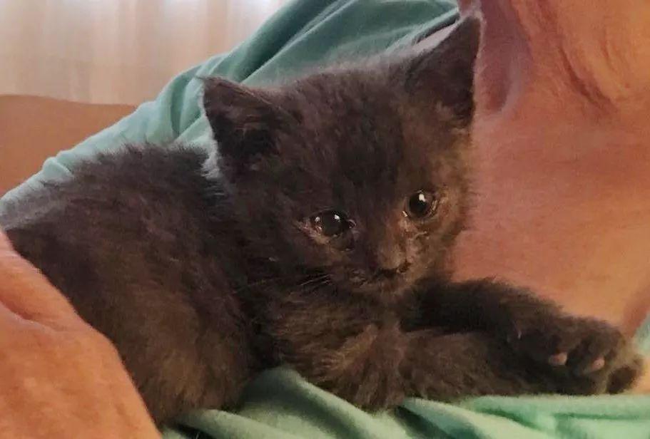 小黑猫失去妹妹悲痛欲绝, 新来的橘猫小姐姐给它带来了温暖的抚慰