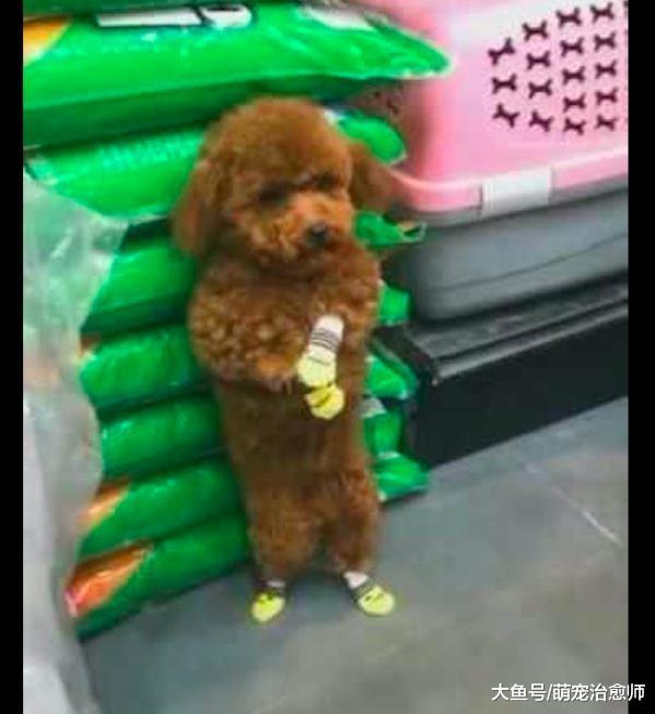 一只走失的泰迪被围观, 它站起来小眼神还往旁边瞟, 成精的节奏!