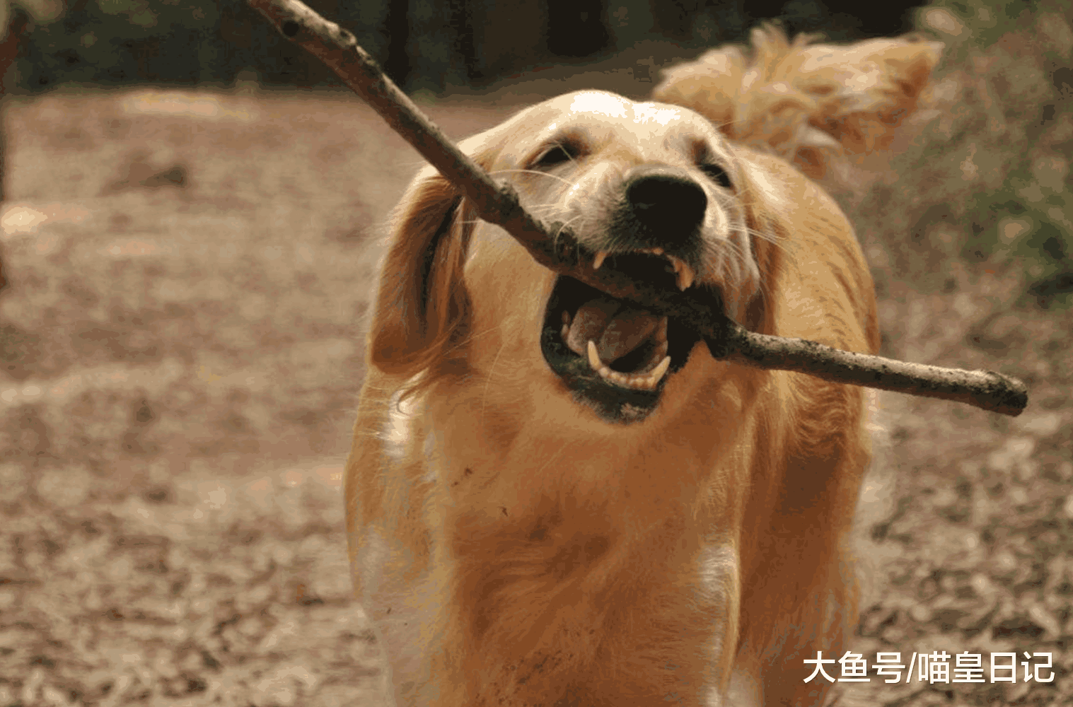 如果你对狗狗感兴趣, 那么你一定也想了解狗狗的这四个习性!