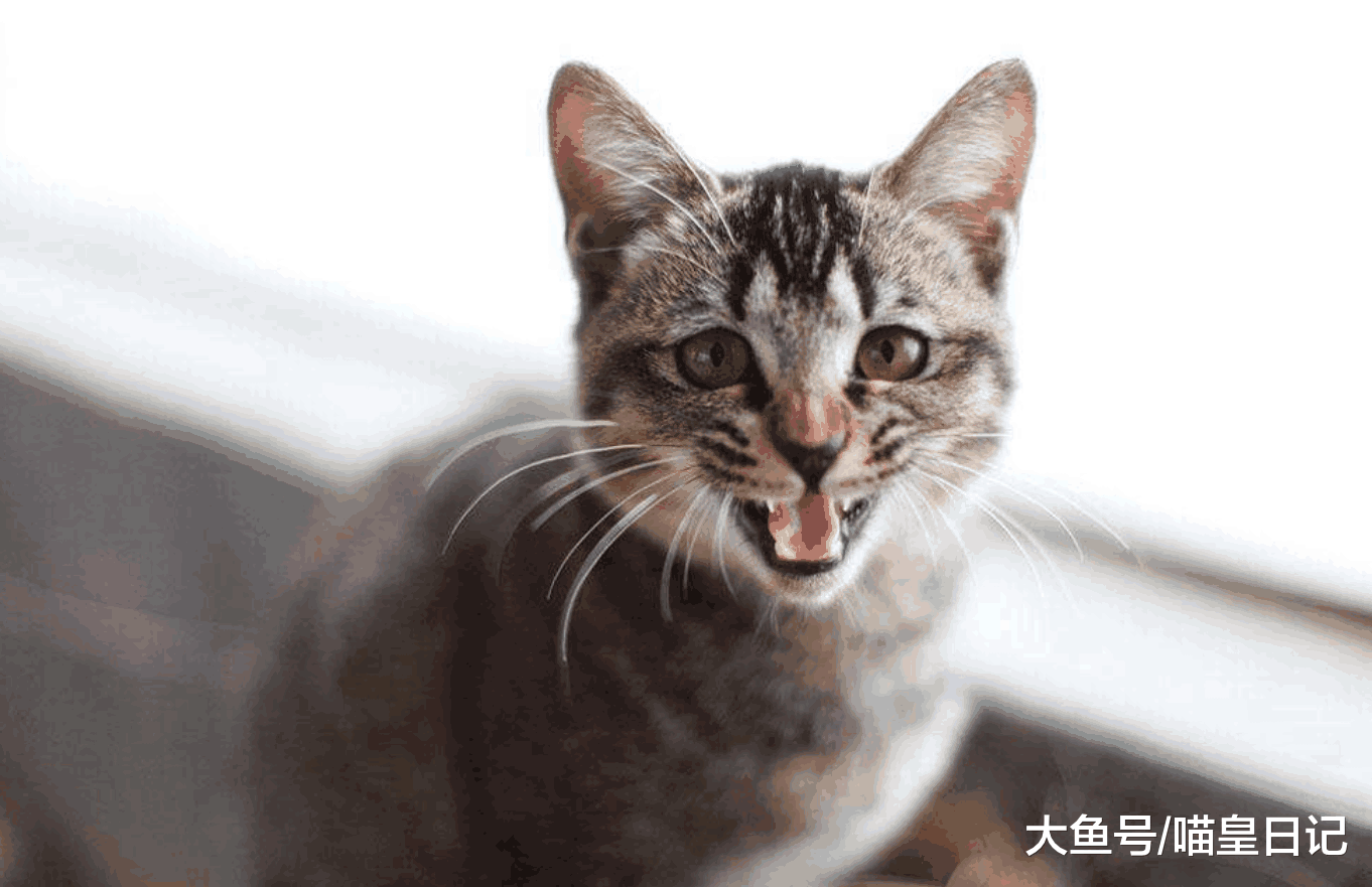 养猫之后最怕喵星人生病, 注意这三个小细节, 生病的几率减少一半