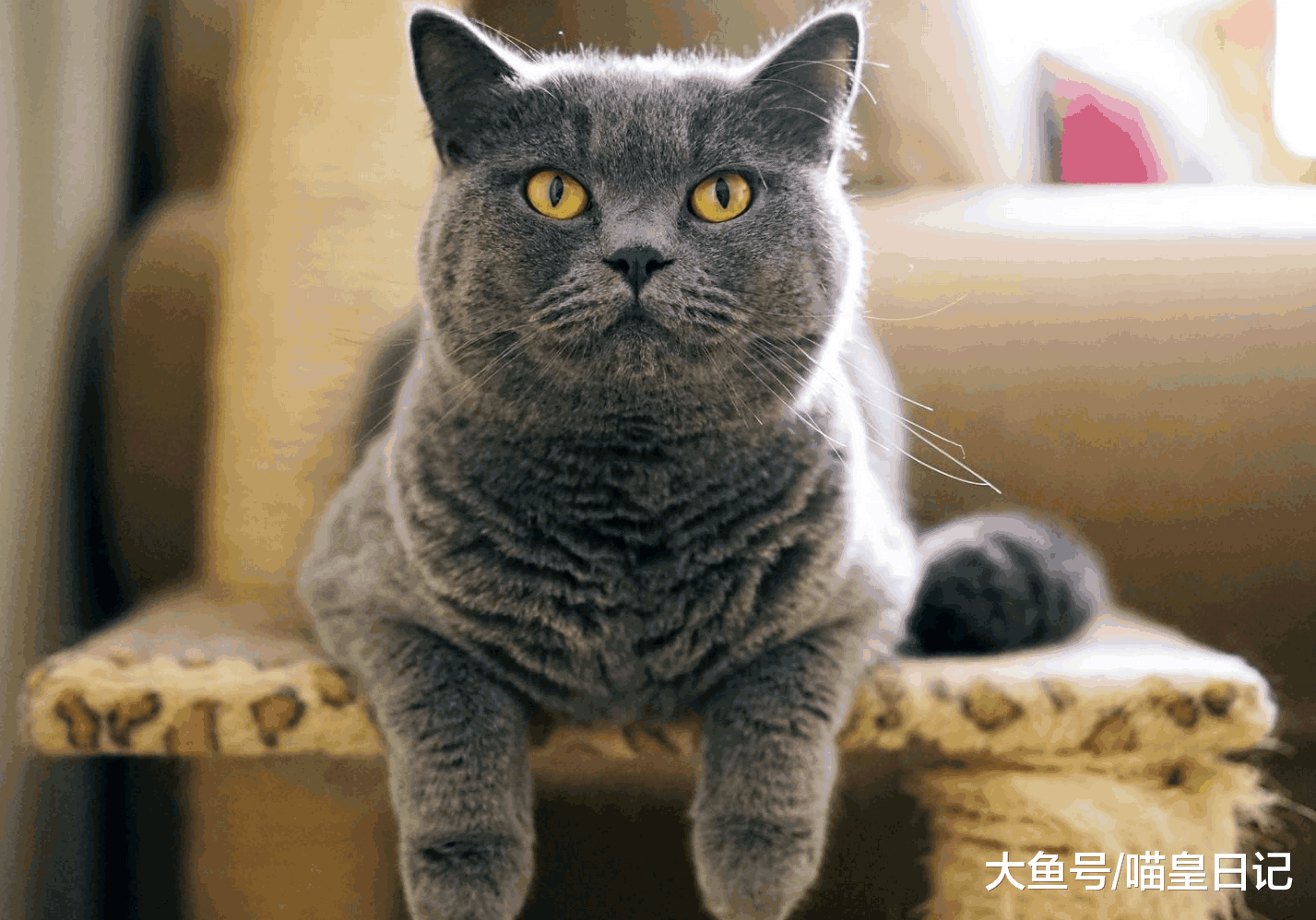 盘点三种最不需要的猫咪用品, 第一名很常见, 第二名太烧钱!