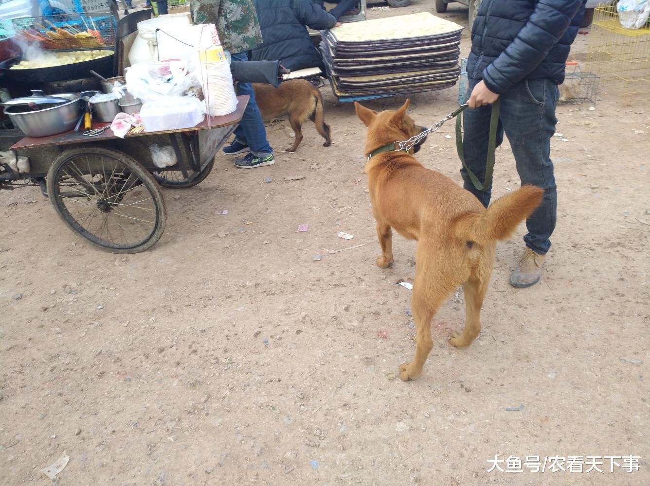 大黄狗无人问津, 商贩直言“卖不掉就拿去卖给肉狗贩子了! ”