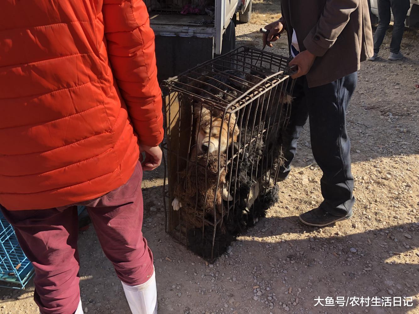 狗主人被遗弃后的宠物狗, 商贩6元一斤收购, 场面让人心疼!