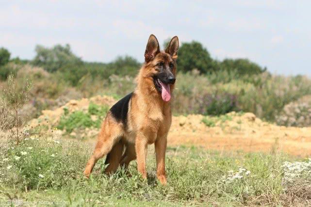 狗中黑帮: 来见识一下我们狗也不是好欺负的, 不能乱欺负狗了!