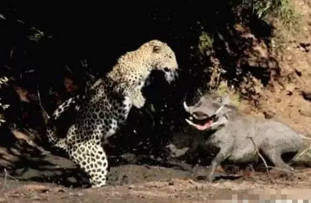 花豹偷偷跟踪疣猪, 猛地一巴掌拍上去, 结果反被疣猪吓得撒腿就跑