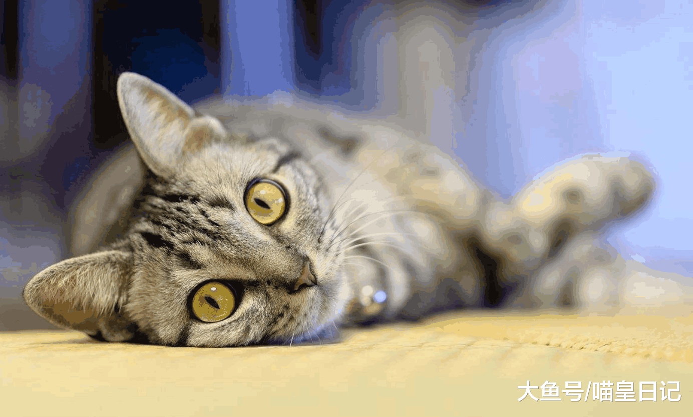 喵星人的这四个部位, 只有喜欢的人才能摸, 你是它喜欢的人吗?