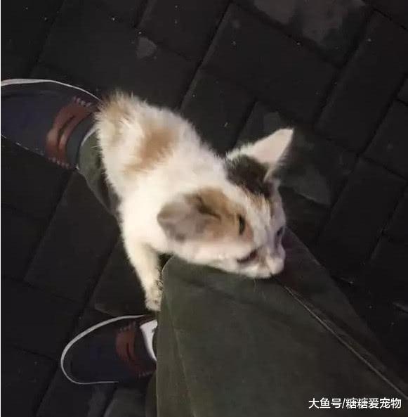 路遇一只流浪小猫“碰瓷”, 拽着男子的腿往上爬, 猫: 你是我主人