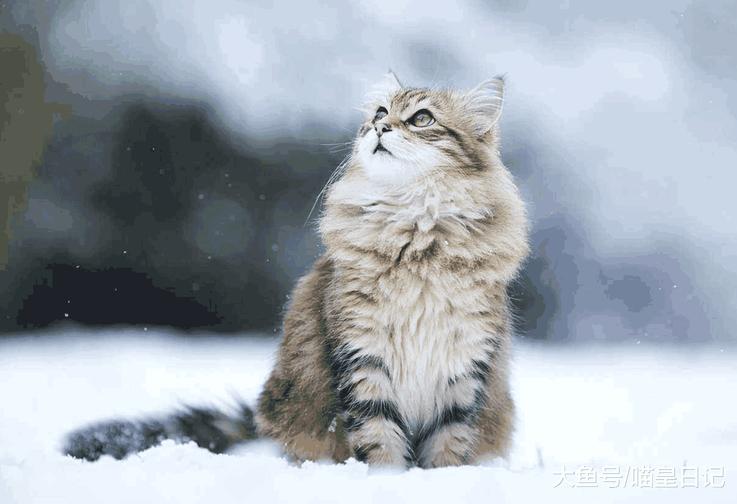 猫为什么总是喜欢发呆? 喵星人: 你误会了, 我只是眨眼慢而已