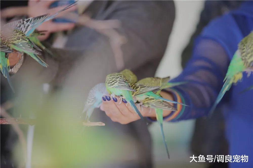 80期《调良宠物行为与正向训练专业培训班》开课了!