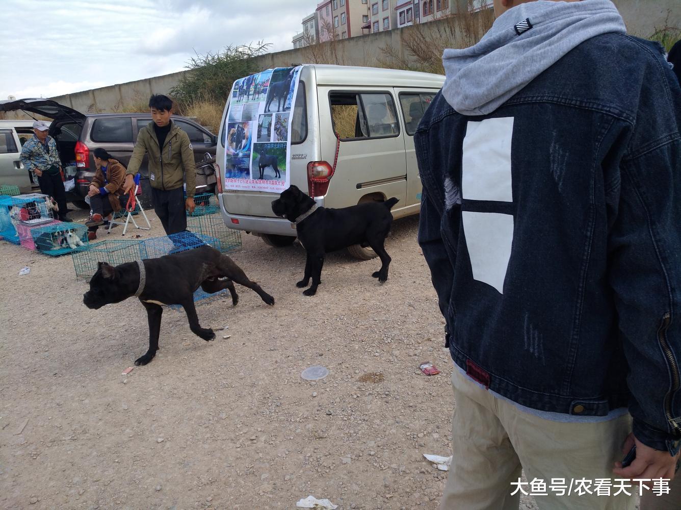 犬舍的黑色杜高犬质量不错, 但是因为风评不好而无人肯买!