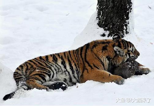 东北虎为什么喜欢捕食狗? 狗: 这都怪狼