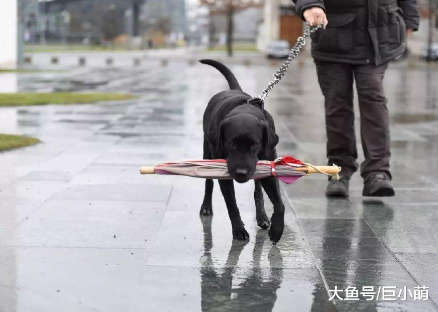 按智商排名来选狗, 靠谱吗?