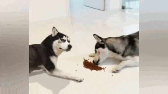 哈士奇抢狗粮挨揍, 气得直喘气, 狗: 吃口狗粮招谁惹谁了……