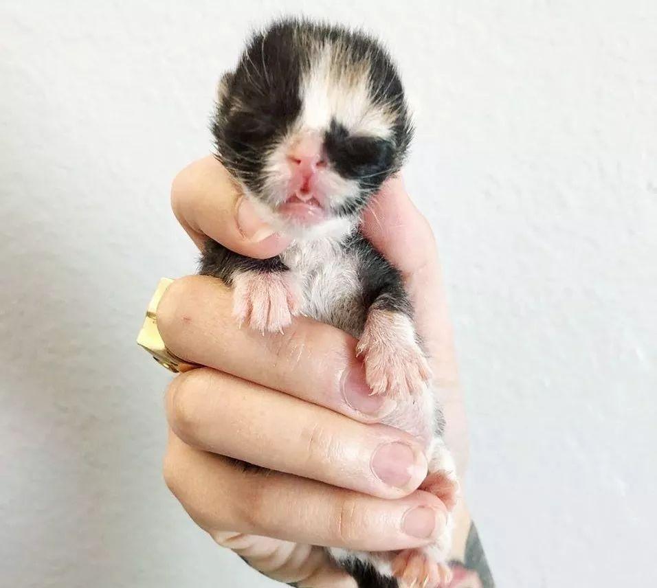 在寒冷的天气里, 被这只小奶猫的微笑暖到了!