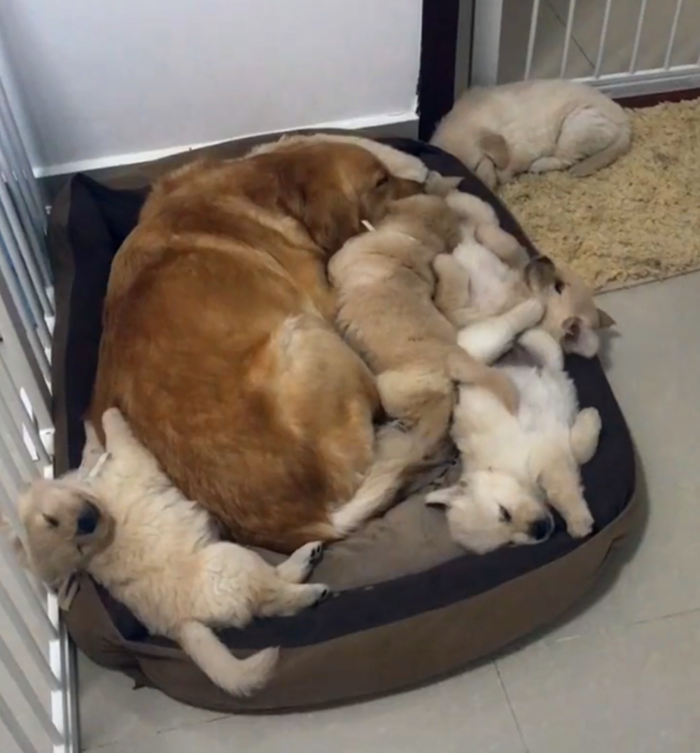 小金毛得到主人的衣服, 却惨遭兄弟妒忌围攻, 狗: 凭啥就它有衣服