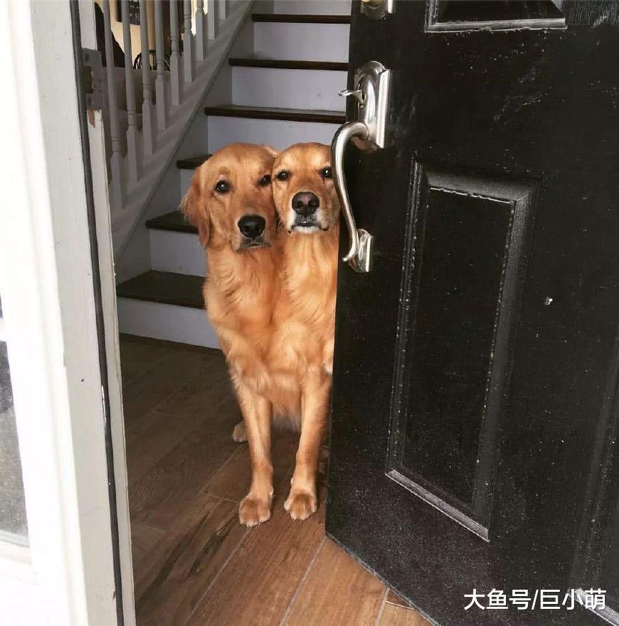 狗狗每天一句“我爱你”, 你接收到了吗?