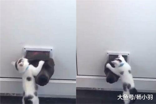 狗狗偷跑出去玩, 回来被小猫堵门口教训, 那场景让主人拍手叫好