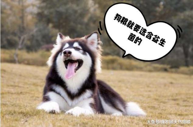 惩罚阿拉斯加犬时, 这5种方式不可取, 不然它会报复你!