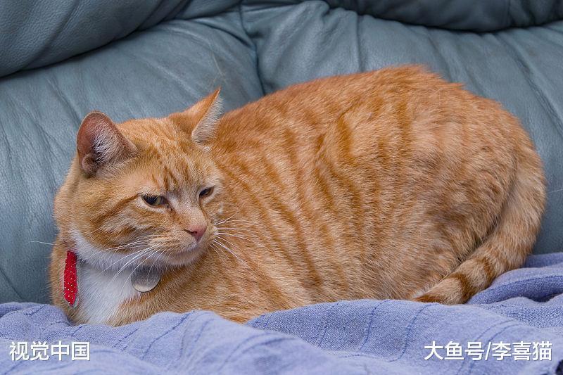 猫咪的性格跟品种之间没有强关联, 只要你肯付出, 它们都是小天使